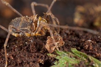 Media type: image;   Invertebrate Zoology 49771